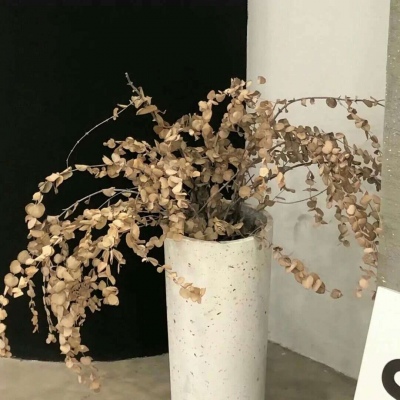 兽设梦幻风格创作兽圈群